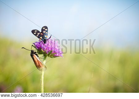 Scarlet Tiger Moth On Clover Flower Close Up. Nature Background