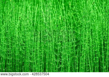Thickets Of Horsetails, Green Natural Partially Blurred Background