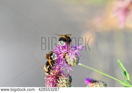 Bumblebees On Purple Thistle In Macro Photo