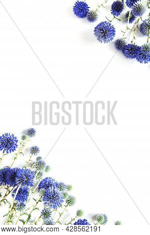 Minimal Style Composition Made Of Beautiful Eryngium Flowers Lying As A Frame On White Background. N