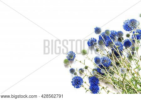 Beautiful Eryngium Flowers On White Background. Nature Concept. Selective Focus. Flat Lay. Top View.