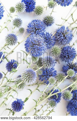 Beautiful Eryngium Flowers On White Background. Nature Concept. Selective Focus. Flat Lay. Top View.