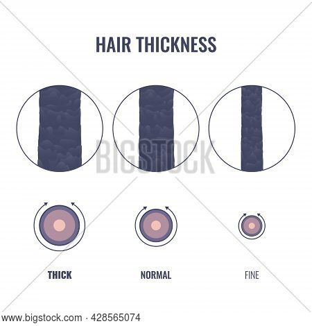 Hair Thickness Types Chart Of Thin, Medium, Coarse Strand Width