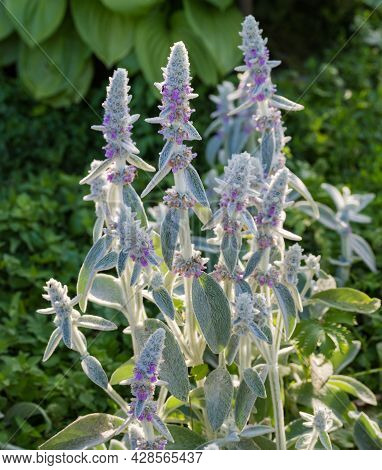 Bush Of The Stachys Byzantina, Also Known As Lamb's-ears With Leaves Covered With Silver-white Hairs