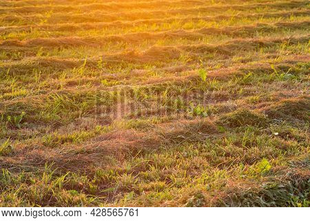 Windrows Of Slightly Sluggish Mown Hay On A Field In Backlit Sunlight At Sunset, Selective Focus