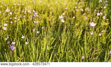 Floral Natural Panoramic Banner. Beautiful Purple Wild Bellflower Flowers On A Background Of Green G