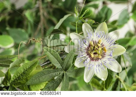Beautiful Passiflora Plant (passion Fruit) With Blossom, Closeup