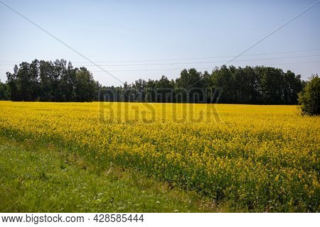 Yellow Rapeseed Flowers In A Field Against A Blue Sky. Yellow Rapeseed Flowers, Rape, Colza, Rapasee