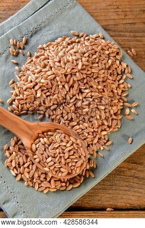 Raw Organic Spelt Grain Called Farro In The Wooden Spoon, Close Up