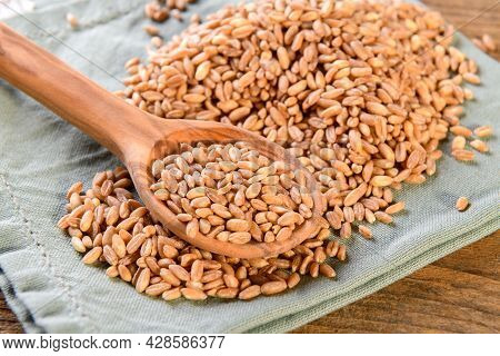 Raw Organic Spelt Grain Called Farro In The Wooden Spoon, Close Up