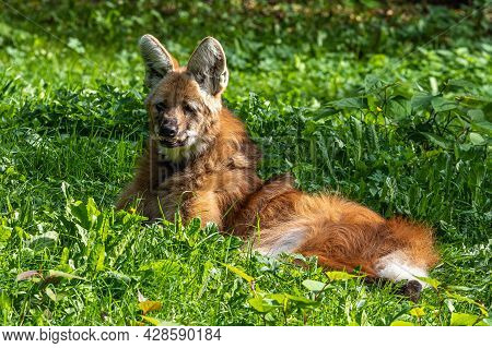 The Maned Wolf, Chrysocyon Brachyurus Is The Largest Canid Of South America. This Mammal Lives In Op