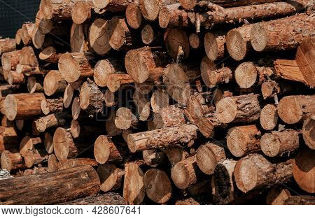 Forest Pine And Spruce Trees. Log Trunks Pile, The Logging Timber Wood Industry. Tree Stump Backgrou