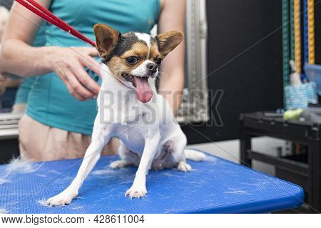 A Groomer Combs Out The Undercoat Of A Chihuahua During Molting.