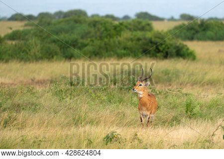 Uganda Kob (kobus Thomasi), National Parks Of Uganda
