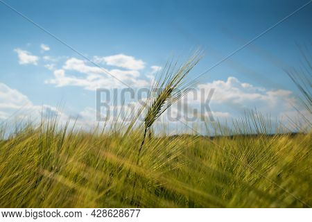 Ears Of Wheat Swaying In The Wind On A Sunny Day