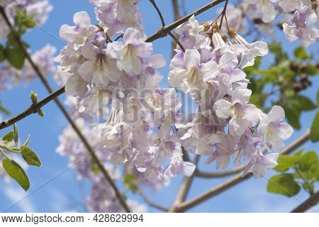 Flowers Of Empress Tree Or Princess Tree, Or Foxglove Tree, Paulownia Tomentosa