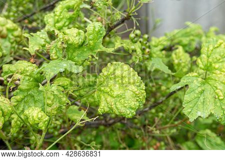 Diseases And Pests Of Berry Bushes . Gall Aphid On Currants. Damaged Leaves On A Red Currant