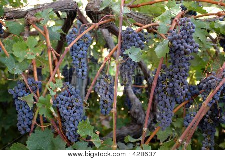 องุ่นแดงองุ่น