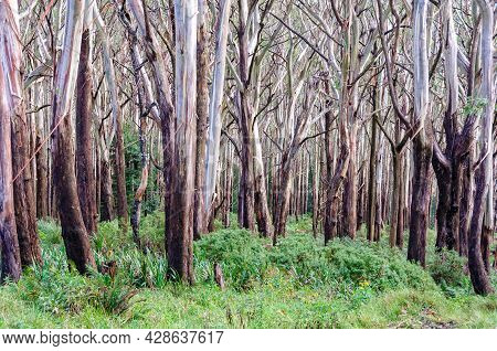 Alpine Ash (woollybutt) Trees At The Summit Of Mount Donna Buang - Warburton, Victoria, Australia