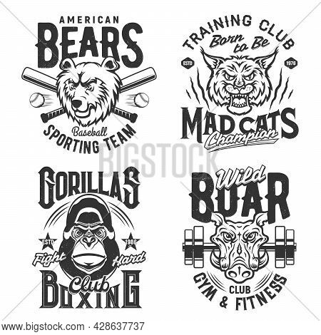 Sport Gym And Fitness Club T Shirt Prints And Quotes, Vector Icons. Amercian Baseball Sport Team Bea