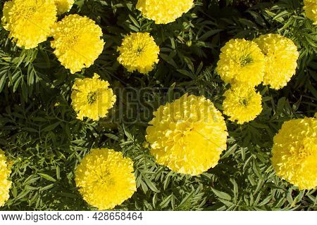 Marigolds Shades Of Yellow , Floral Background . Tagetes Erecta, Mexican Marigold, Aztec Marigold, A