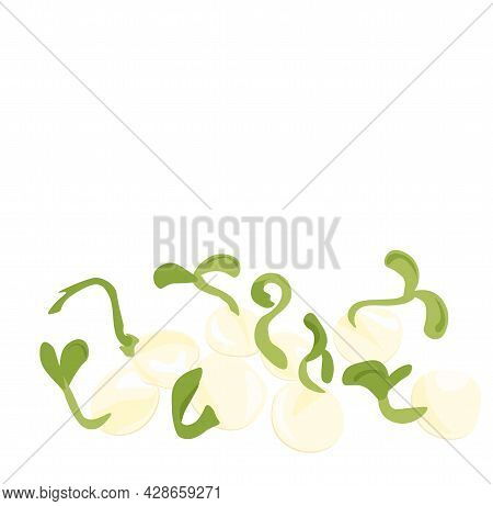 Pea Sprouts Vector Stock Illustration. Micro-green. Legume Plants. Sprouted Shoots With Green Leaves