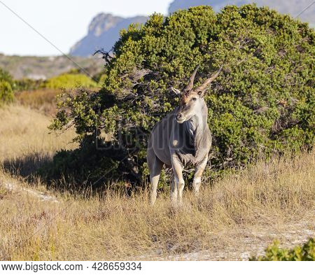 Male Eland Stood Motionless Against The Background Of A Bush In The Savanna. An Adult Male Of A Larg