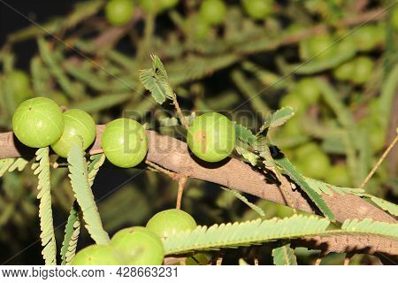 The Fruit Of The Ayurvedic Plant Fresh Amla Hanging From The Branch Of Its Tree