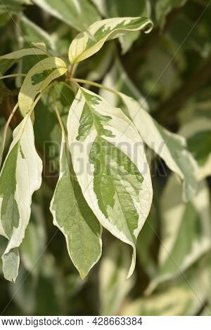 Wedding Cake Tree Leaves - Latin Name - Cornus Controversa Variegata