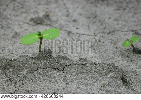 Sunflower Sprout, Green Leaves, Closeup. Giving Life, A Small Green Sprout In The Ground. Soil With 