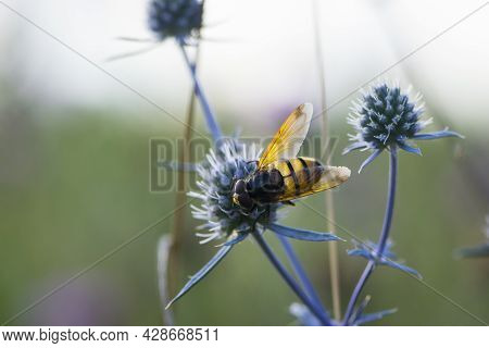 Syrphidae Collects Nectar From A Thorny Field Plant Close-up Back View. Big Striped Fly Perched On E