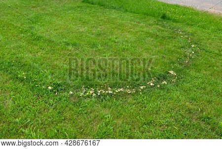 Fungi Forming Circles In Damp Grass Feed On Rotting Grass