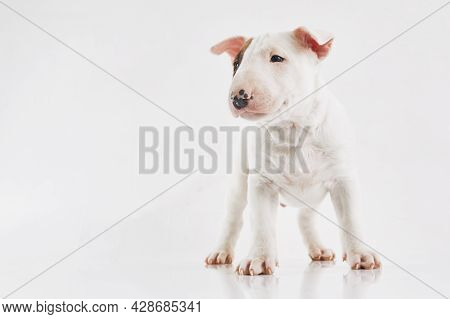 Bull Terrier Dog Isolated On Grey Background. Studio Portrait. Miniature Bull Terrier Puppy Posing O