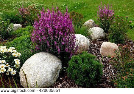 Ornamental Flower Bed With Perennial Pine Gray Granite Boulders, Mulched Bark And Pebbles In An Urba