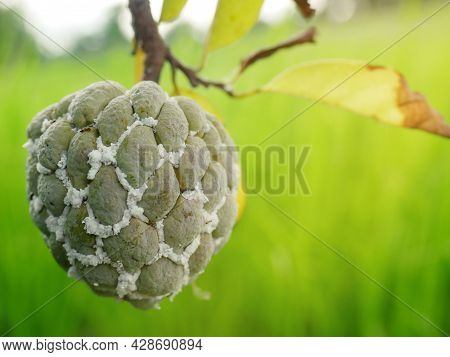 Gardener Fruit Damaged By The Island Mealybug Is Full.