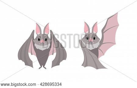 Funny Gray Bat With Cute Snout As Flying Night Creature With Spread Wings Vector Set
