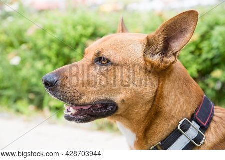 Portrait Of A Dingo Dog (latin: Canis Lupus Dingo) In Brown Color With Beautiful Erect Ears And A Sh