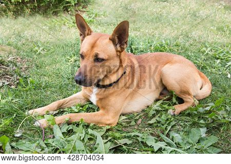A Dingo Dog (latin: Canis Lupus Dingo) Of Brown Color With A Collar Lying On The Green Grass On A Cl