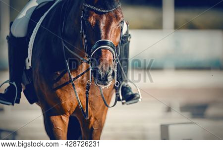 Equestrian Sport. Portrait Sports Stallion In The Double Bridle.the Legs Of The Rider In The Stirrup