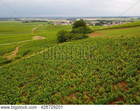 Aerian View On Green Grand Cru And Premier Cru Vineyards With Rows Of Pinot Noir Grapes Plants In Co