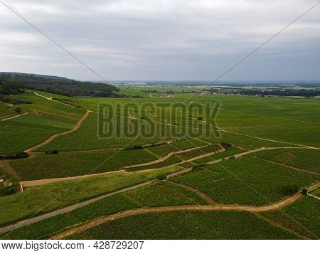 Aerian View On Green Grand Cru And Premier Cru Vineyards With Rows Of Pinot Noir Grapes Plants In Co