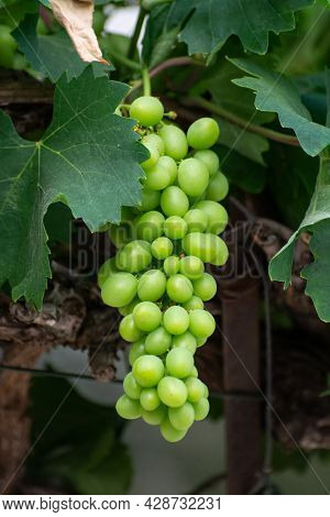 Bunch Of Green Unripe Table Grapes Hanging On Grape Plant In Vineyard