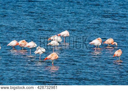 Colony Of Pink Flamingos Wintering In Grevelingen Salt Lake Near Battenoord Village In Zeeland, Neth