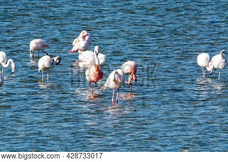 Colony Of Pink Flamingos Wintering In Grevelingen Salt Lake Near Battenoord Village In Zeeland, Neth
