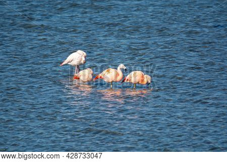 Colony Of Pink Flamingos Wintering In Grevelingen Salt Lake Near Battenoord Village In Zeeland, Neth