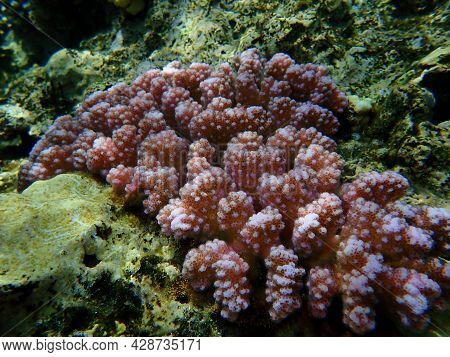 Stony Coral Rasp Coral, Or Cauliflower Coral, Knob-horned Coral (pocillopora Verrucosa) Undersea, Re
