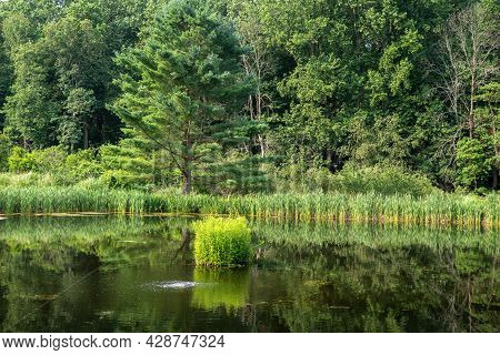 Serene Image Of Reflection In Water Surface Of Idyllic Pond Surrounded By Tall Trees In A Forest Wit
