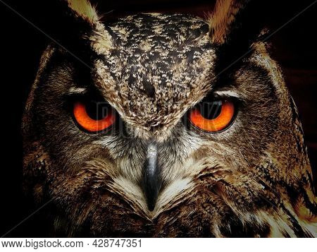 Mysterious Owl At The Dark Night With A Brave Eyes