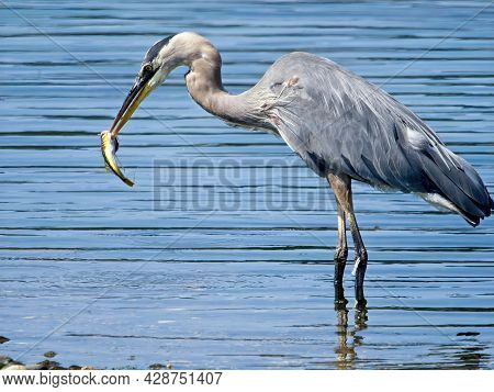 Great Blue Heron Fishing