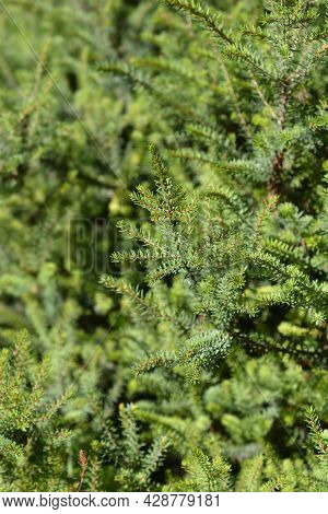 Darley Dale Heath Leaves - Latin Name - Erica * Darleyensis Darley Dale